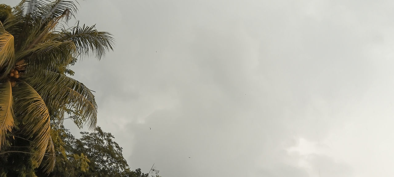 LOW ANGLE VIEW OF COCONUT PALM TREES AGAINST SKY