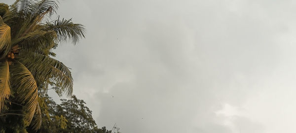 Low angle view of palm trees against sky