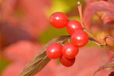 Close-up of cherries on tree