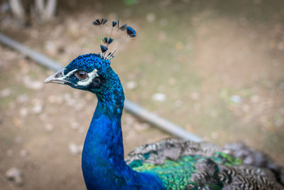 Close-up of peacock