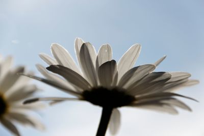 Close-up of flower against sky