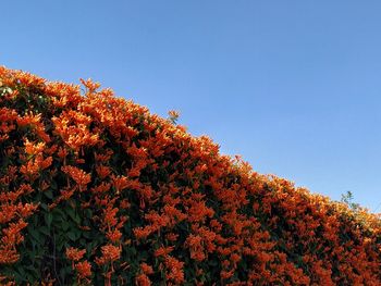 Low angle view of flowering plants against clear sky