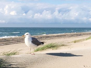 Seagull perching on beach by sea against sky