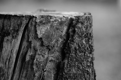 Close-up of tree stump against sky