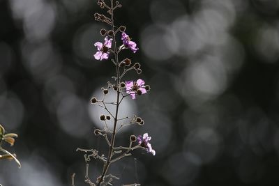 Close-up of flowers blooming outdoors