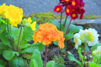 Close-up of yellow flowers blooming in field