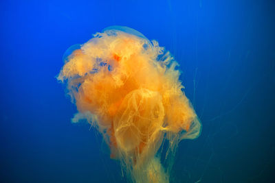 Close-up of jellyfish in sea