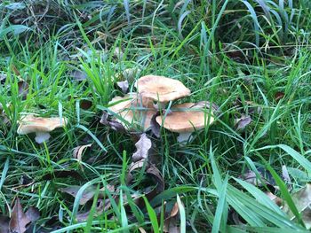 High angle view of mushroom growing on field