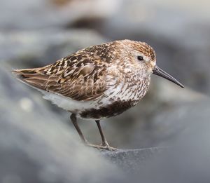 Wader-bird on rocks. dunlin.