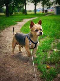 Portrait of dog on field