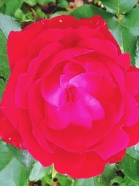 Close-up of pink rose blooming outdoors