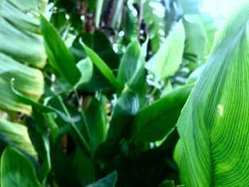 Close-up of green plant