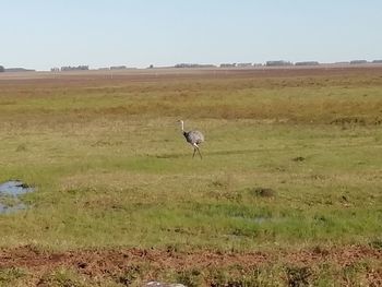 View of a bird on field