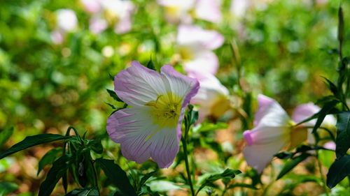 Close-up of purple flowering plant