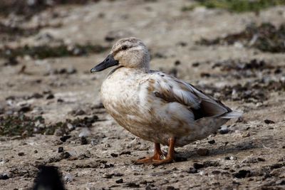 Close-up of bird on land