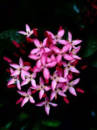 Close-up of pink flowers