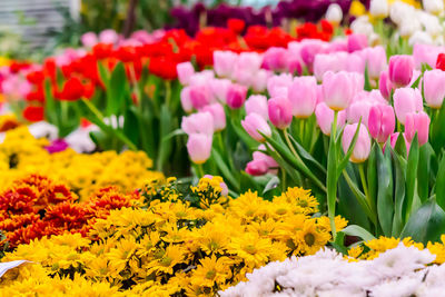 Close-up of pink tulips on field