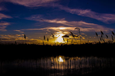 Sunset on a lake, the silhouettes of vegetation against eveni g sky