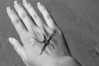 Close-up of dead brittle sea star on cropped hand