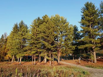 Trees growing on field against sky during autumn