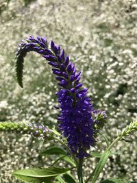 Close-up of purple flowering plant