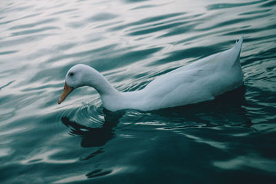 Swan swimming in lake