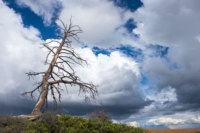 Low angle view of dead tree against cloudy sky