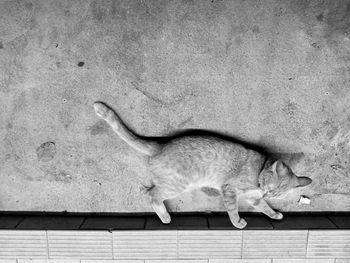 High angle view of cat sleeping on wall