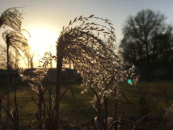 Close-up of plants growing on field against sky during sunset