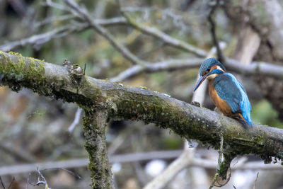 Close-up of bird perching on branch