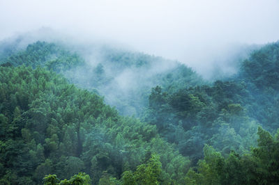 Trees in forest against sky during foggy weather