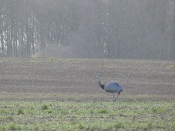 Side view of a bird on field