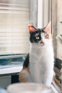 Close-up of a cat looking away