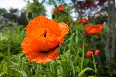 Close-up of orange poppy blooming on field