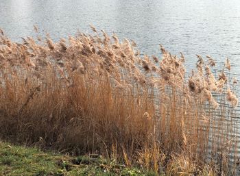 Grass in a lake