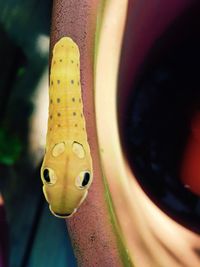 Close-up of insect