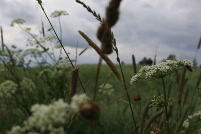Meadow in summee against sky. flower fly