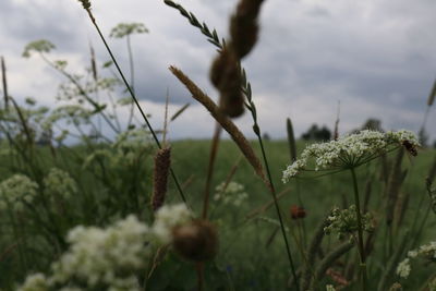 Close-up of flowering plants against sky