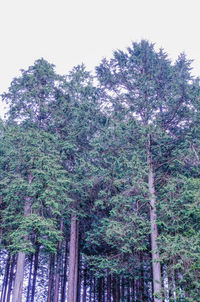 Low angle view of trees