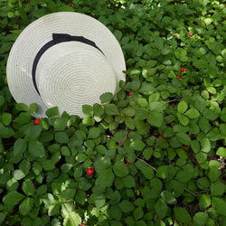 Close-up of fruits hanging on plants