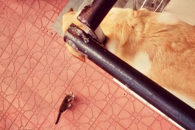 High angle view of cat