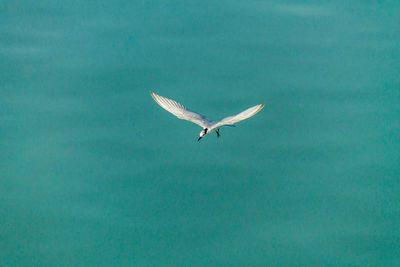 Seagull flying over sea