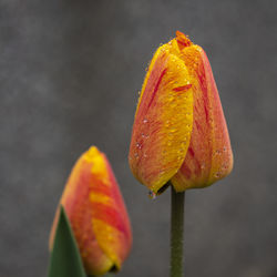 Close-up of orange flower bud