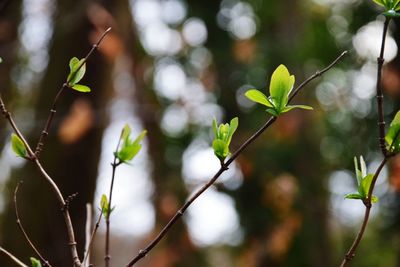 Close-up of fruit growing on tree