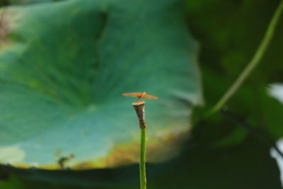 Close-up of flower on plant at field