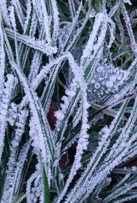 Full frame shot of frozen plants