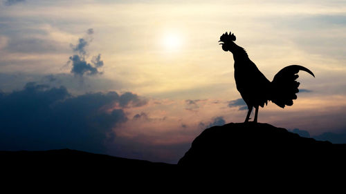 Silhouette rooster against sky during sunset