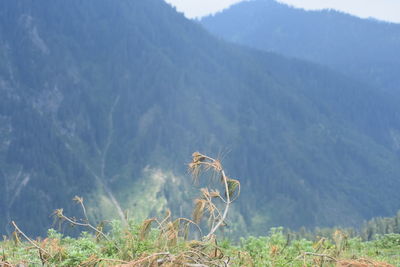 Plants on land against mountain range