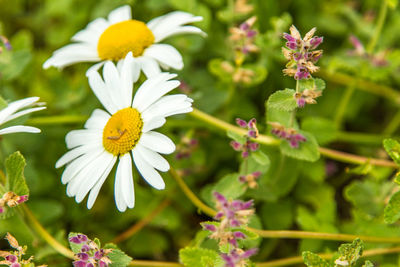 Close-up of flowers blooming outdoors