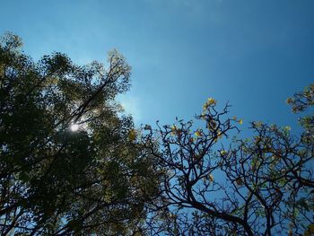 Low angle view of tree against sky